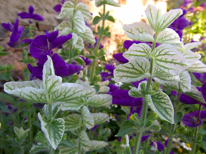 Salvia horminum White Monarch Kirju salvei